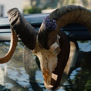 SOLD Mounted ram skull